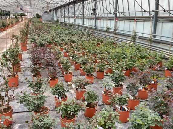 In Toscana è sparita la produzione di rose: «Importarle costa meno»