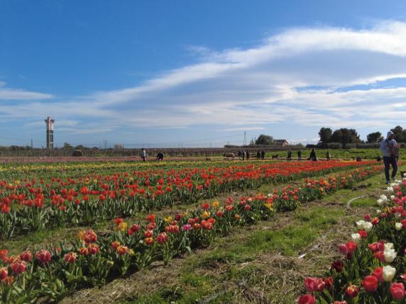 Foggia, apre il parco dei 100 mila tulipani: «Qui il luogo del relax»