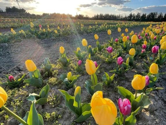 Un campo con 100 mila tulipani in Puglia, riapre il parco a Foggia