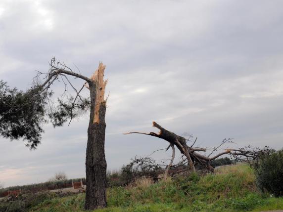 Maltempo a Foggia, strade allagate e alberi caduti: ferito un automobilista