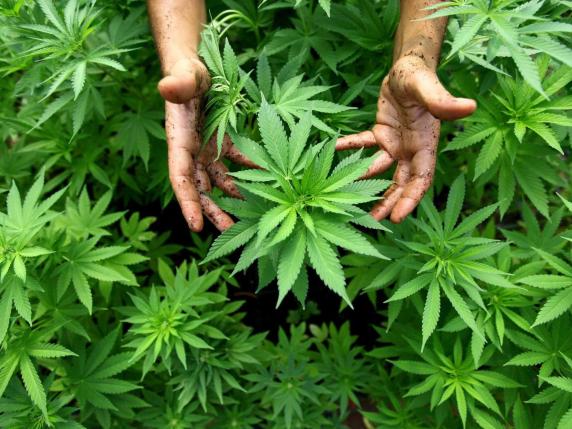 Barletta, oltre tremila piante di marijuana nel canneto: arrestati tre rumeni