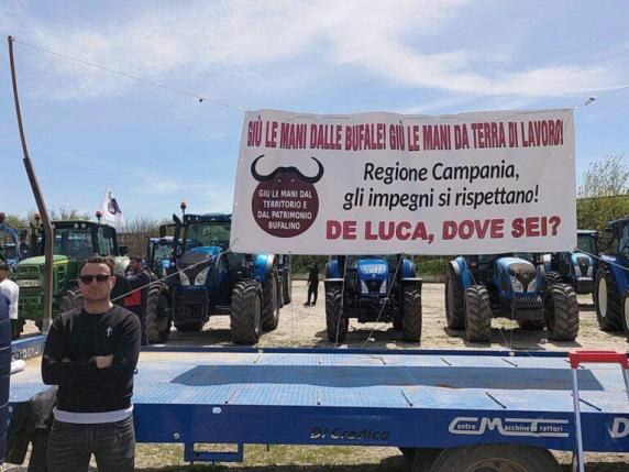 Brucellosi, trattori e allevatori di bufale in corteo a Napoli: sversato latte davanti alla Regione