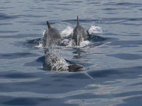 Punta Campanella apre agli avvistatori di delfini, un corso per cinquanta partecipanti