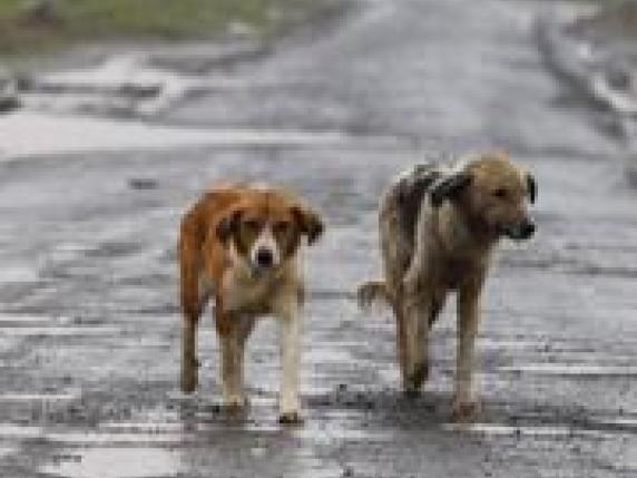 Catania, sparge bocconi con chiodi per i cani: denunciato