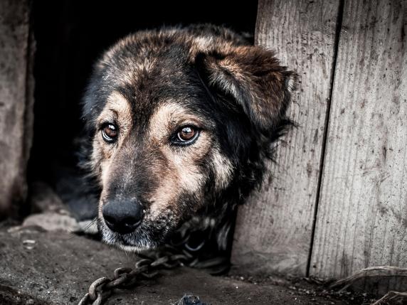 Cani alla catena, petizione per chiedere pene severe in Campania