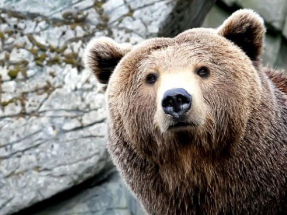 MJ5, Vittorio Sgarbi: «Non uccidete l'orso. Piuttosto me lo porto a casa, ho spazio»