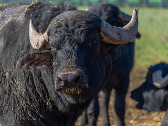 Sessa Aurunca, scoperto un cimitero di bufale: sequestrata l'azienda zootecnica, denunciato l'allevatore