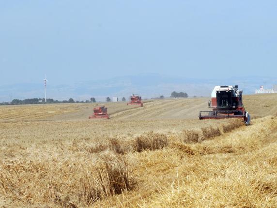 «La Cun sul grano sia a Foggia»Il M5S: attuare subito la riforma