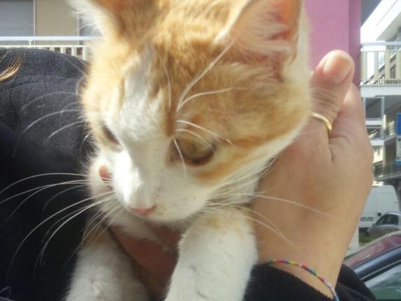 Lecce, aiuta un gattino randagioMa il Comune la multa: 166 euro