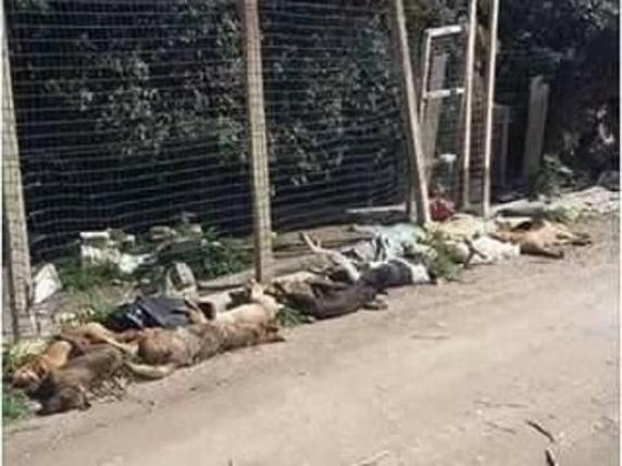 Strage di randagi a Sciacca, avvelenati oltre 50 cani. L’Enpa: «Il Giro d’Italia annulli la tappa in città»