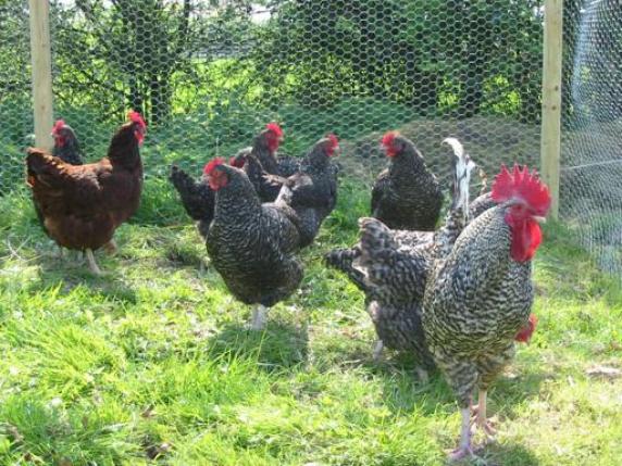 Amadori investe ancora in Puglia Inaugura la filiera del pollo biologico