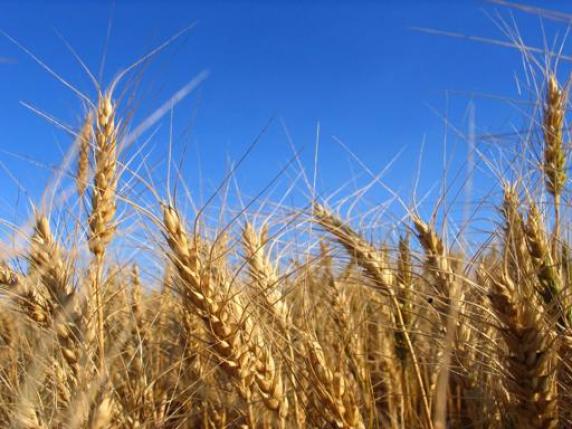 M5S chiede l’etichetta di qualitàdel grano per la pasta