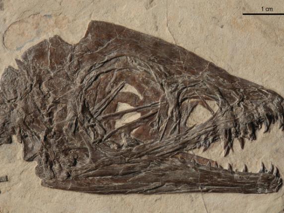 Ricostruiti in 3D organi di Ciro, primo dinosauro italiano: fu ritrovato a Pietraroja (Benevento) nel 1980