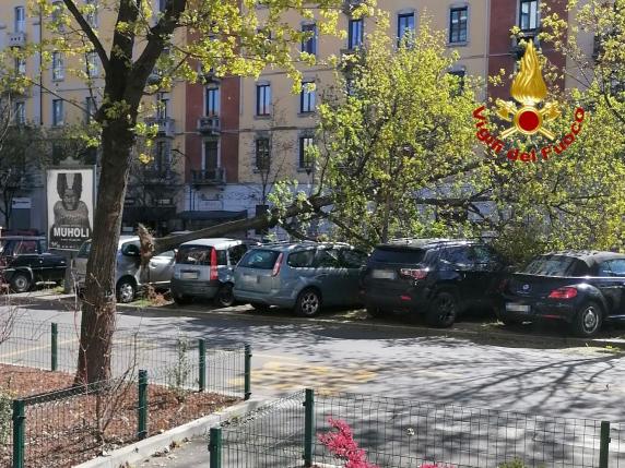 Vento forte a Milano, albero cade sulle auto in via Tiraboschi. E a Monza chiude la Villa Reale