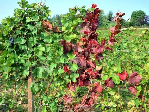 Il super pesticida che salva i vigneti (ma l'Europa lo vieta)