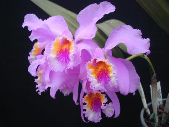 Orchidee spontanee del Gargano: a Mattinata il primo festival per ammirarle