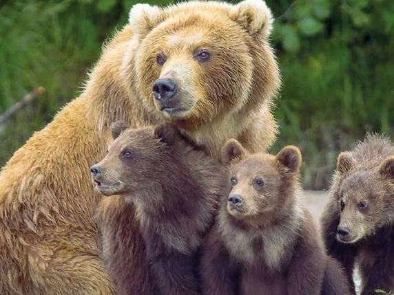 Una famiglia di orsi