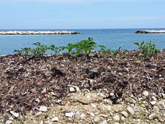 Sorpresa sul lungomare di Bari, nascono piantine di pomodoro sugli accumuli di posidonia