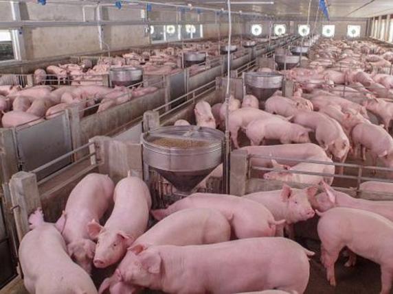 Consumo di carne, Slow Food: «Né con l'eccessiva produzione né con i laboratori, occorre equilibrio»
