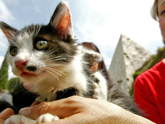 Gatti all'ombra della Piramide, torna la festa: incontri e appuntamenti per gli amanti dei felini