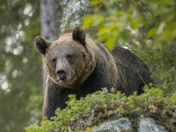 Alto Adige, Kompatscher si appella a Bruxelles: «Meno protezioni per orsi e lupi»
