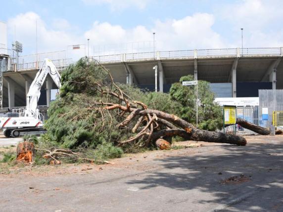 Bergamo, gli alberi abbattuti per il cantiere al Gewiss Stadium. Il Comune ricompensato con 150 mila euro