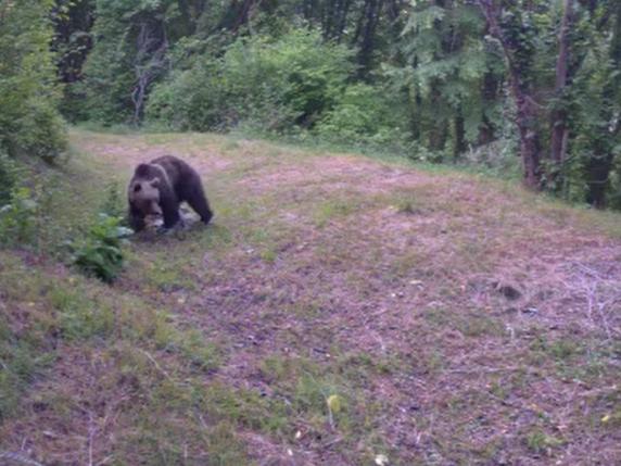 Treviso, orso avvistato su un sentiero del Cansiglio: la segnalazione di un escursionista