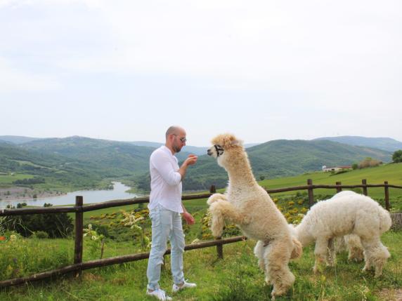 «Basilicata Alpaca» è il primo (e unico) allevamento di alpaca nel sud Italia. Canio Caruso: «Ho iniziato a 20 anni»