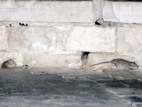 Topi morti a Bari, un passante conta le carcasse in centro e pubblica un video sui social. «Così accogliamo i turisti»