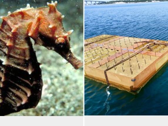 Il cavalluccio marino trova casa: montati 3 box per tutelarlo dall'estinzione nel mare di Taranto