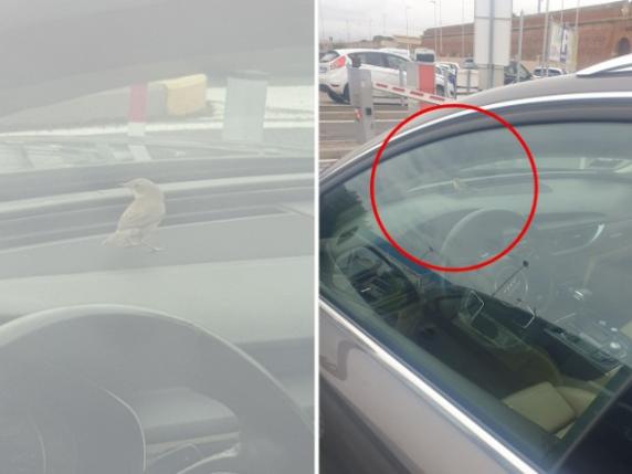 Uccellino intrappolato in un'auto parcheggiata: lieto fine a Livorno