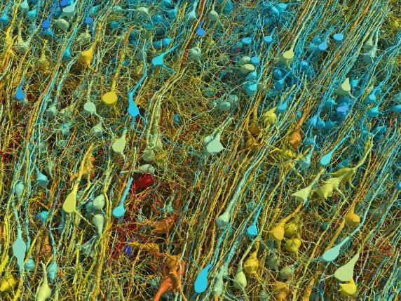 La mappa di un millimetro cubo di cervello umano, per la prima volta: «Una complessità mai vista prima»
