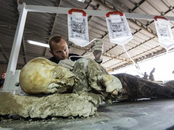 Uomo che esamina uno scheletro di Pompei