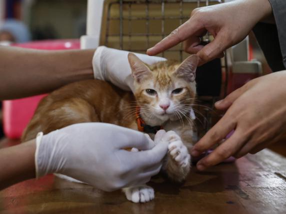 Gatto operato in ospedale ad Aosta, il micio del dottore e della senatrice niente… “lische” d’attesa