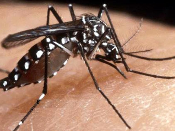 West Nile, salgono a 7 le vittime nel Lazio: primo caso a Roma