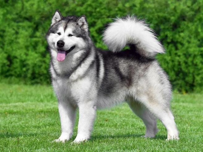 Cane clearance husky malamute
