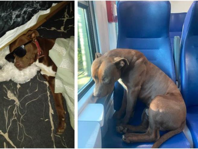 Roky, il pitbull da solo sul treno da Portogruaro a Venezia: «Ama  viaggiare, ha imparato orari e stazioni» | Corriere.it