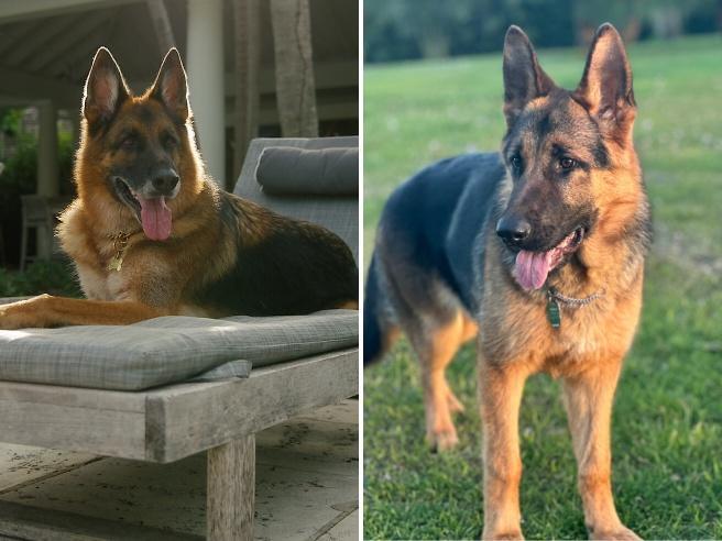 Günther VI principe azzurro di Cindy: il primo cane che adotta un altro  cane | Corriere.it