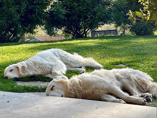 Cani, la città che ti incastra con il dna se non raccogli la cacca