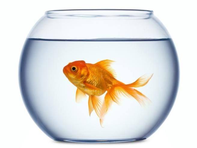 Tutela degli animali, Treviso vieta le bocce di vetro per i pesci rossi:  «Nuotare in circolo li stordisce»