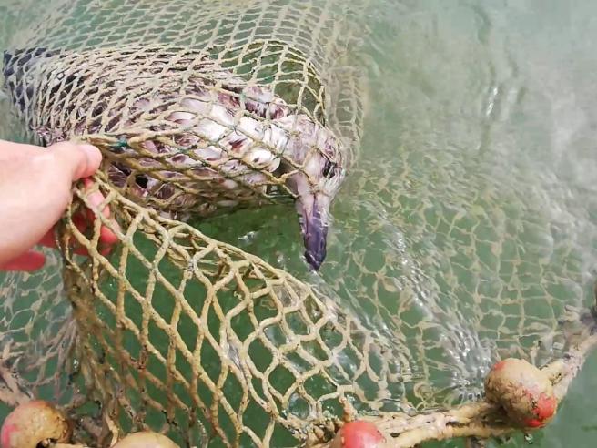 Il Garda dice addio alle reti di anguille, in questi anni erano trappole per  i volatili
