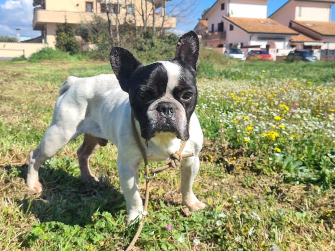 Ettore, bulldog francese maltrattato e malato recuperato alla vita da Enpa  Roma: «Ora serve un'adozione consapevole»