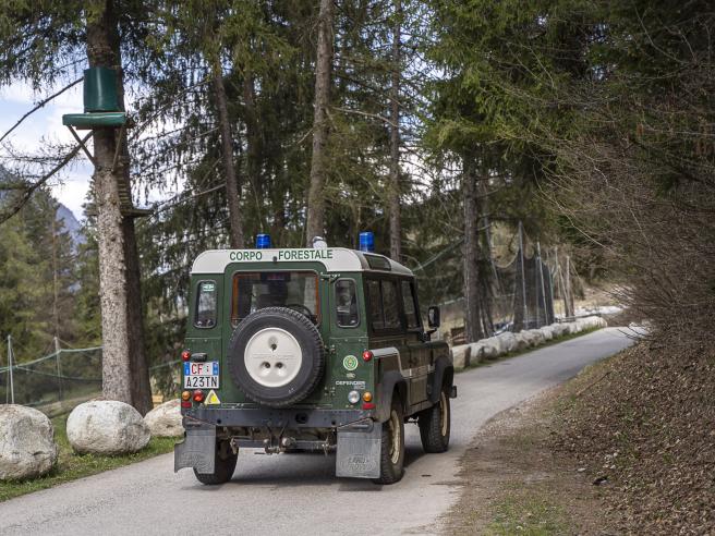 Orsi in Trentino, i sentieri deserti e gli avvistamenti: «C'è chi ha pronta  la motosega»