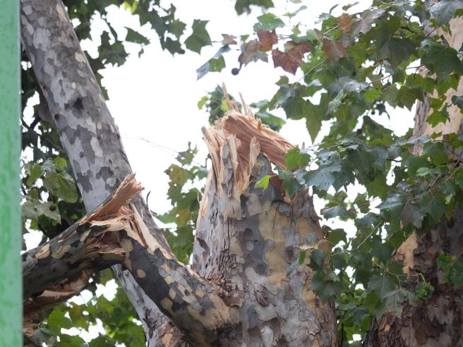 Arezzo muore schiacciato da un albero a 77 anni Corriere.it