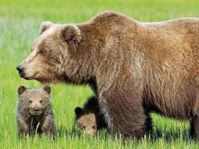 ORSO: Perché legalizzare lo spray anti-orso? 