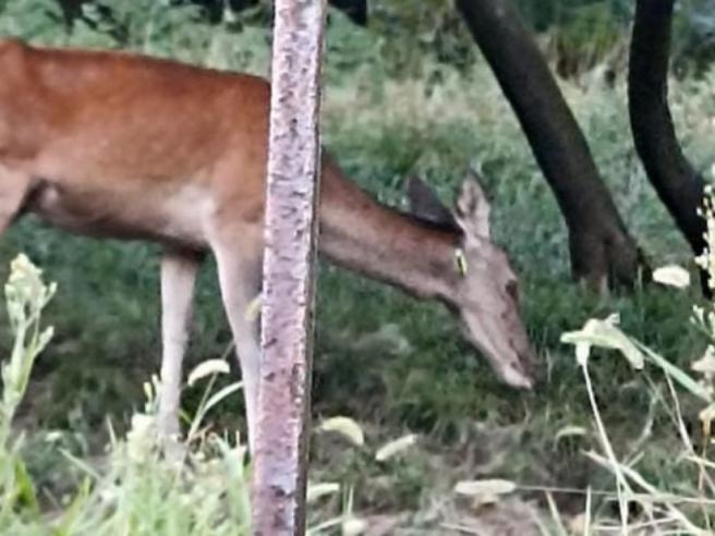Bisuschio, cerva nel bosco ferita da una freccia di balestra. La denuncia  dei residenti: «Questa è crudeltà» | Corriere.it