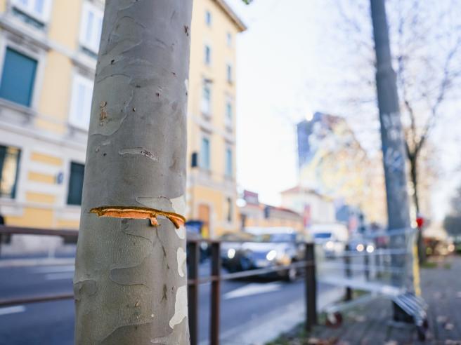 Milano, cavo di acciaio messo in strada ad altezza uomo 