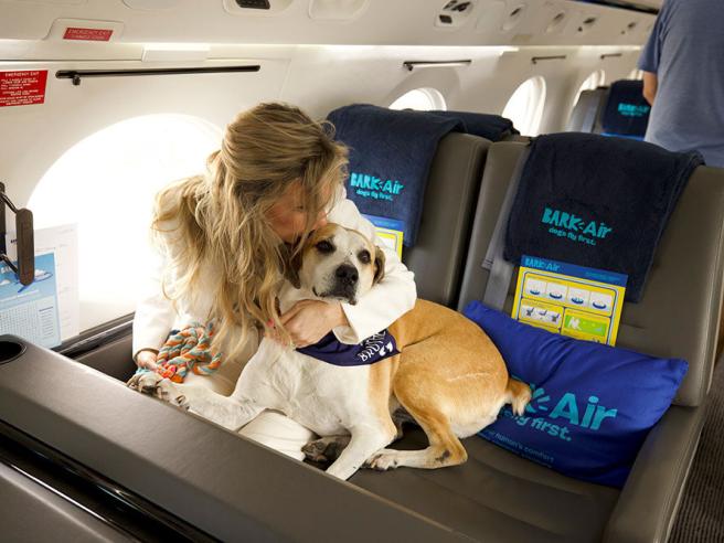 Decolla Bark Air, la prima compagnia aerea (di lusso) per cani | Corriere.it