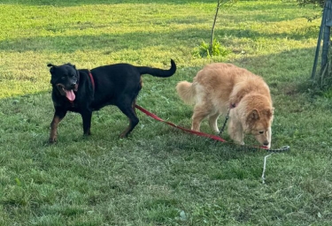 Buffy e Pandora, le «vecchiette» che nessuno voleva, adottate da Michela Vittoria Brambilla | Corriere.it