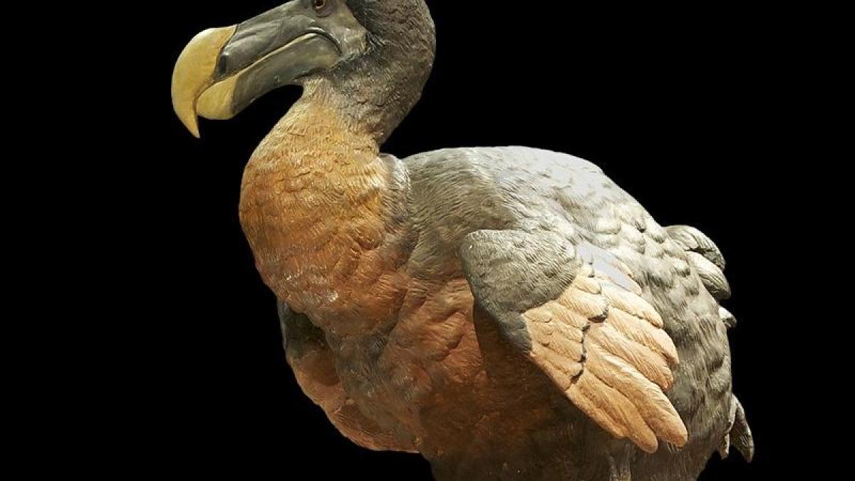 La sociedad que quiere revivir al dodo: qué es la extinción y el escepticismo de los científicos